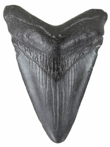 Juvenile Megalodon Tooth - Georgia #61614